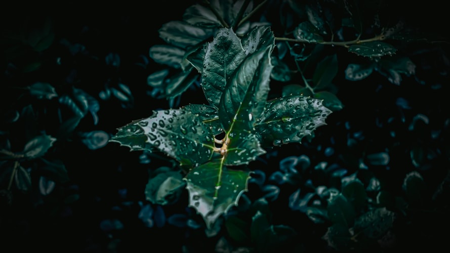 Picture of a plant on water. Image from unSplash by Crystal Huff.